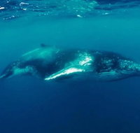 Humpback Whale Swim Tour - Accommodation Coffs Harbour