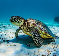Turtle and Reef Adventure - Accommodation Coffs Harbour