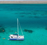 Whale Shark Swim by Catamaran in Shoulder Season - Accommodation Coffs Harbour