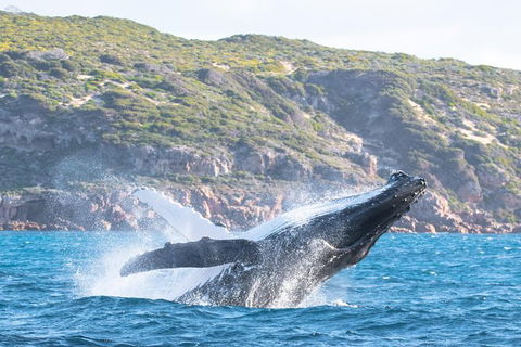 Jet Boat Whale Watching Safari From Dunsborough - Accommodation Coffs Harbour 0