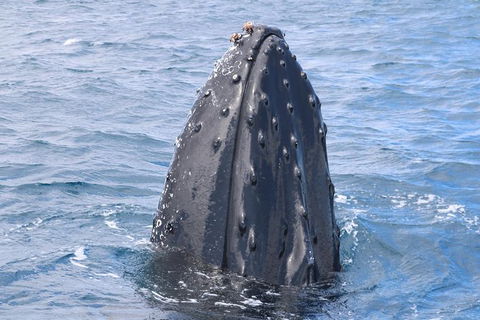 Jet Boat Whale Watching Safari From Dunsborough - Accommodation Coffs Harbour 1