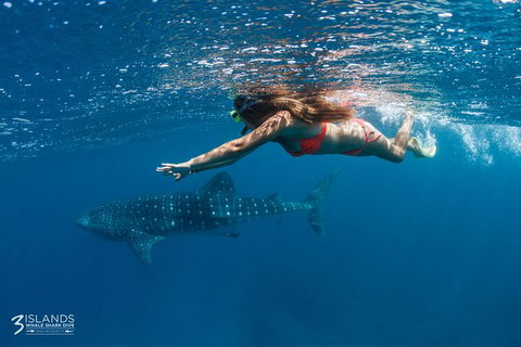 Swim With Whale Sharks - Ningaloo Reef - 3 Islands Whale Shark Dive - Accommodation Coffs Harbour 0