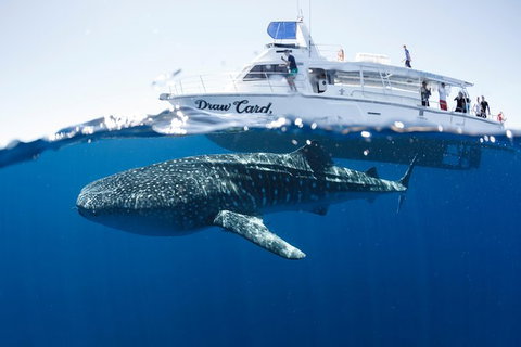 Swim With Whale Sharks - Ningaloo Reef - 3 Islands Whale Shark Dive - Accommodation Coffs Harbour 1