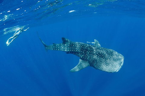Swim With Whale Sharks - Ningaloo Reef - 3 Islands Whale Shark Dive - Accommodation Coffs Harbour 18