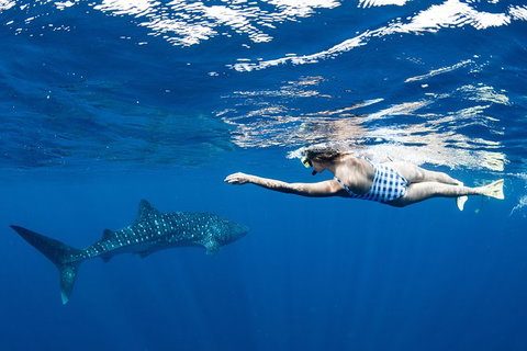 Swim With Whale Sharks - Ningaloo Reef - 3 Islands Whale Shark Dive - Accommodation Coffs Harbour 21