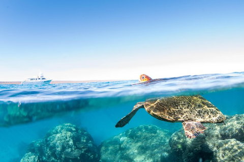 Swim With Whale Sharks - Ningaloo Reef - 3 Islands Whale Shark Dive - Accommodation Coffs Harbour 23