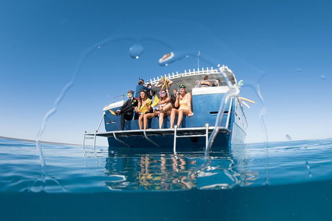 Swim With Whale Sharks - Ningaloo Reef - 3 Islands Whale Shark Dive - Accommodation Coffs Harbour 11