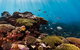 Swim With Whale Sharks - Ningaloo Reef - 3 Islands Whale Shark Dive - thumb 16