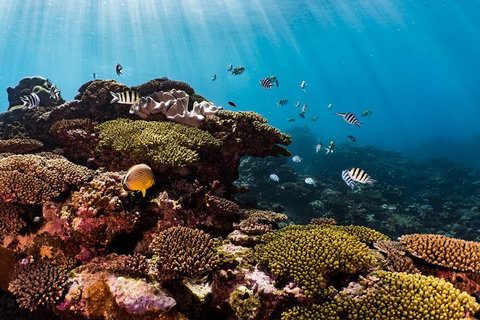 Swim With Whale Sharks - Ningaloo Reef - 3 Islands Whale Shark Dive - Accommodation Coffs Harbour 16