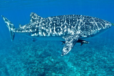 Swim With Whale Sharks - Ningaloo Reef - 3 Islands Whale Shark Dive - Accommodation Coffs Harbour 13