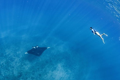 Swim With Whale Sharks - Ningaloo Reef - 3 Islands Whale Shark Dive - Accommodation Coffs Harbour 19