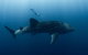 Swim With Whale Sharks - Ningaloo Reef - 3 Islands Whale Shark Dive - thumb 8