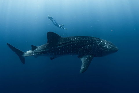 Swim With Whale Sharks - Ningaloo Reef - 3 Islands Whale Shark Dive - Accommodation Coffs Harbour 8