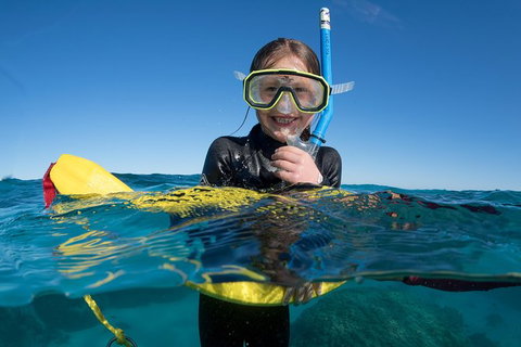 Swim With Whale Sharks - Ningaloo Reef - 3 Islands Whale Shark Dive - Accommodation Coffs Harbour 17