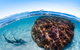 Swim With Whale Sharks - Ningaloo Reef - 3 Islands Whale Shark Dive - thumb 10
