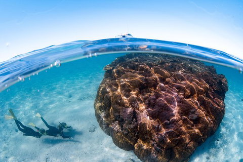 Swim With Whale Sharks - Ningaloo Reef - 3 Islands Whale Shark Dive - Accommodation Coffs Harbour 10
