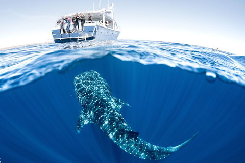 Swim With Whale Sharks - Ningaloo Reef - 3 Islands Whale Shark Dive - Accommodation Coffs Harbour 3