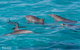 Swim With Whale Sharks - Ningaloo Reef - 3 Islands Whale Shark Dive - thumb 7