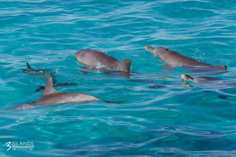 Swim With Whale Sharks - Ningaloo Reef - 3 Islands Whale Shark Dive - Accommodation Coffs Harbour 7