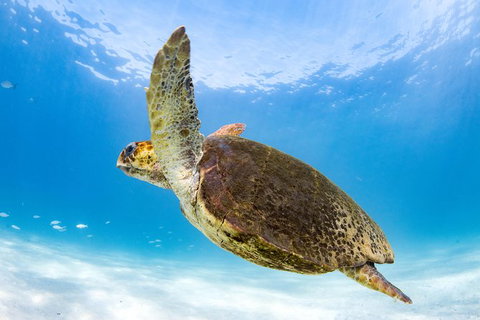 Swim With Whale Sharks - Ningaloo Reef - 3 Islands Whale Shark Dive - Accommodation Coffs Harbour 6