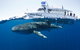 Swim With Whale Sharks - Ningaloo Reef - 3 Islands Whale Shark Dive - thumb 2