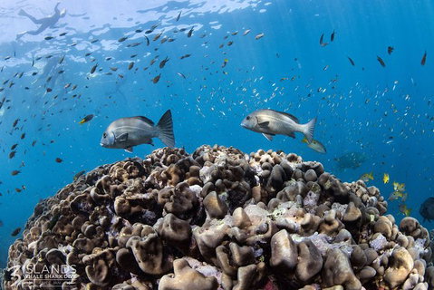 Swim With Whale Sharks - Ningaloo Reef - 3 Islands Whale Shark Dive - Accommodation Coffs Harbour 14