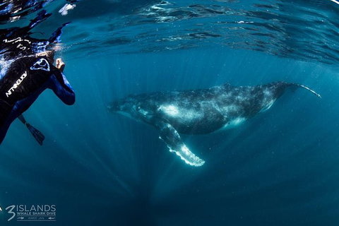 Swim With Humpback Whales - Ningaloo Reef - 3 Islands Whale Shark Dive - Accommodation Coffs Harbour 1