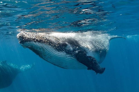 Swim With Humpback Whales - Ningaloo Reef - 3 Islands Whale Shark Dive - Accommodation Coffs Harbour 0
