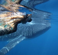 Ningaloo Whale Shark Swim on a Powerboat - Accommodation Coffs Harbour