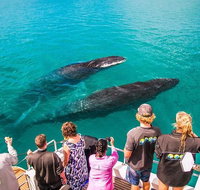 Humpback Whale Sunset Cruise - Accommodation Coffs Harbour