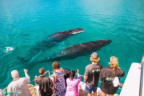 Humpback Whale Sunset Cruise - Accommodation Coffs Harbour 0
