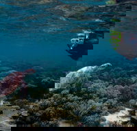 3 Night Ningaloo Reef Snorkel and Dive Getaway from Coral Bay - Accommodation Coffs Harbour