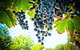 Margaret River Wine Adventure - The Tour For People Who Don\'t Do Tours! - thumb 19