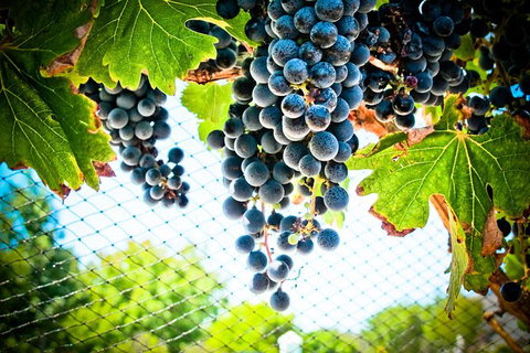 Margaret River Wine Adventure - The Tour For People Who Don\'t Do Tours! - Accommodation Coffs Harbour 19