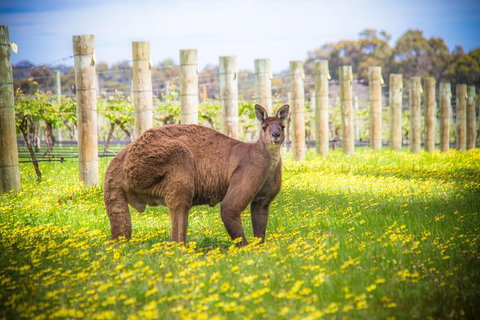 Margaret River Wine Adventure - The Tour For People Who Don\'t Do Tours! - Accommodation Coffs Harbour 23