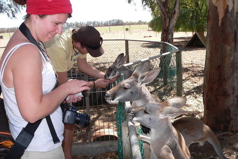 1 Day Pinnacles, Wildlife & Sandboarding - Accommodation Coffs Harbour 1