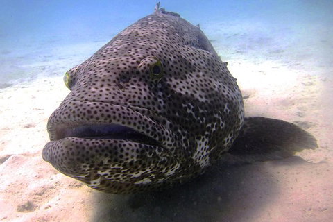 Muiron Island Dive & Snorkel Tour - Accommodation Coffs Harbour 1