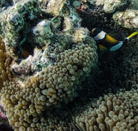 Muiron Island Dive  Snorkel Tour - Accommodation Coffs Harbour