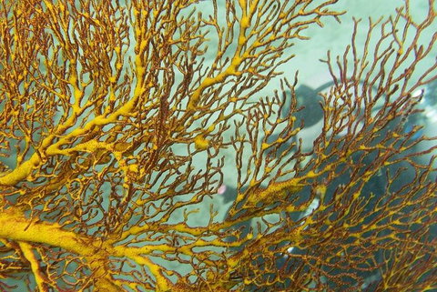Muiron Island Dive & Snorkel Tour - Accommodation Coffs Harbour 6