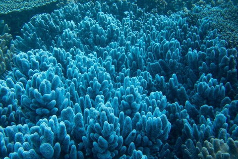 Muiron Island Dive & Snorkel Tour - Accommodation Coffs Harbour 3