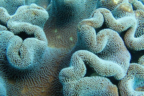 Muiron Island Dive & Snorkel Tour - Accommodation Coffs Harbour 5