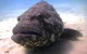 Muiron Island Dive & Snorkel Tour - thumb 4