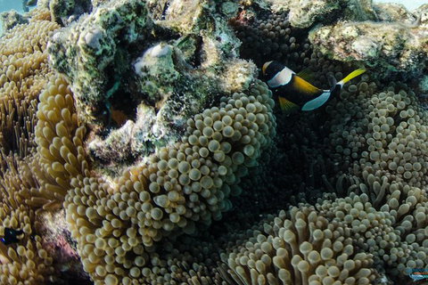 Muiron Island Dive & Snorkel Tour - Accommodation Coffs Harbour 2