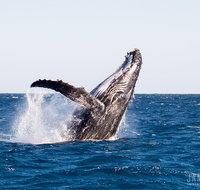 Turtle tours on the Ningaloo Reef Exmouth. 1/2 day cruise. - Accommodation Coffs Harbour