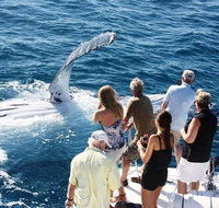 Half-Day Whale Watching Sunset Cruise from Broome - Accommodation Coffs Harbour
