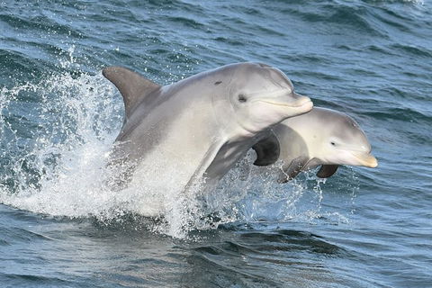 Mandurah Dolphin And Scenic Marine Cruise - Accommodation Coffs Harbour 12