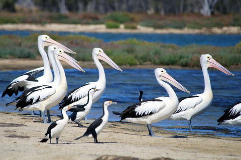 Mandurah Dolphin And Scenic Marine Cruise - Accommodation Coffs Harbour 7