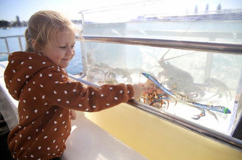 Mandurah Dolphin And Scenic Marine Cruise - Accommodation Coffs Harbour 5
