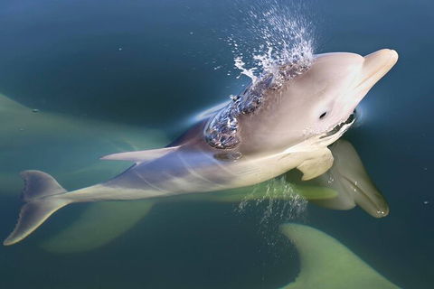 Mandurah Dolphin And Scenic Marine Cruise - Accommodation Coffs Harbour 4