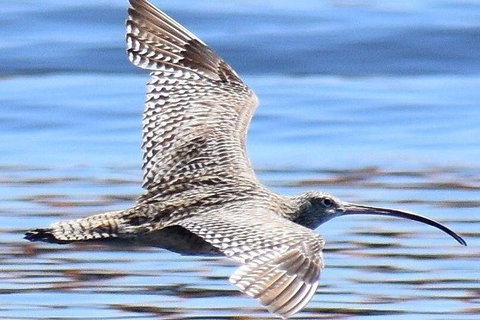 Mandurah Dolphin Island Adventure - Accommodation Coffs Harbour 7